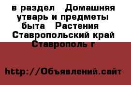  в раздел : Домашняя утварь и предметы быта » Растения . Ставропольский край,Ставрополь г.